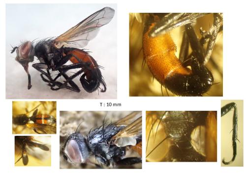 Réf. 346 708 : Cylindromyia auriceps